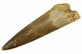 Fossil Plesiosaur (Zarafasaura) Tooth - Morocco #298062-1